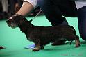 Crufts2011_2 1262